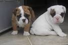 Healthy and Cute English Bulldogs