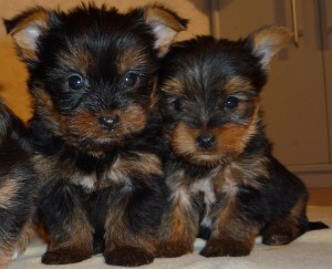 Yorkshire Terrier Puppies Available