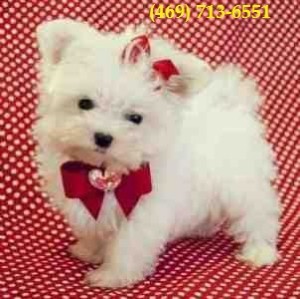 Purebred Maltese Puppies