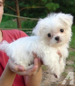 Playful Teacup Maltese Puppies