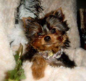 Home Raised Yorkie Pups