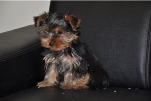 Small purebred teacup Yorkie puppies