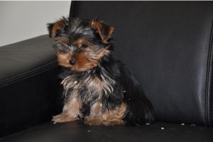 Very Social Yorkie Puppies for Adoption