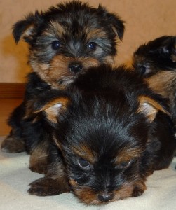 Beautiful Teacup Yorkie Puppies