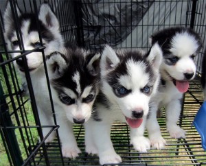 Siberian Husky Pups