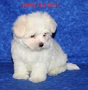 Gorgeous Little Teacup Maltese Puppies