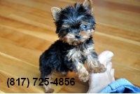 Adorable AKC Yorkie Puppy - 10 weeks old Male