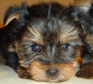 Amazing T-cup Yorkie puppies