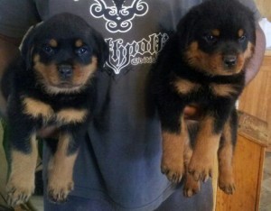 AKC Reg German Rottweiler Puppies