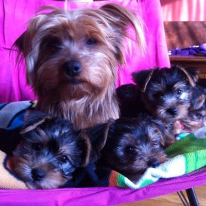 Adorable Yorkies