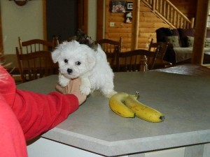 Extra Tiny Maltese Puppies