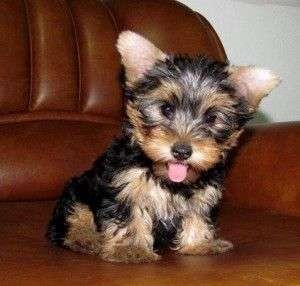 Magnificent Male and Female Yorkie Puppies