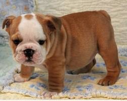 Two Lovely English Bulldog Puppies