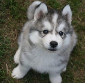 Adorable AKC Registered Siberian Husky Puppies