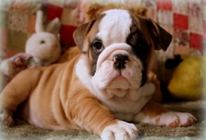 AKC English Bulldog Puppies for Easter