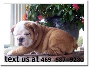 Adorable English Bulldog Puppy