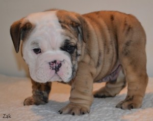 Darling English Bulldog Puppies