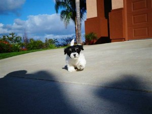 Cute Morkie Puppy