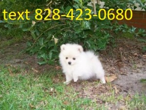 Home Trained Pomeranian Puppies