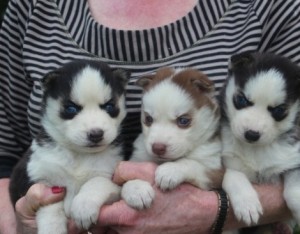 Beautiful Female Husky