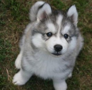 Black &amp; White Siberian Husky