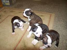 Beautiful Boston Terrier Puppies