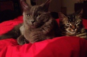 Long Haired House Cats