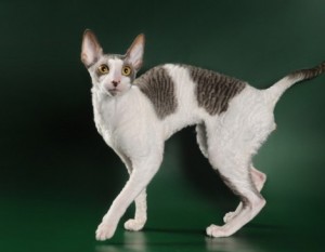 Cornish Rex Kittens