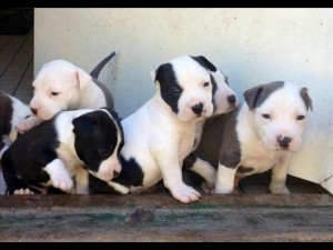 Purebred American Staffy