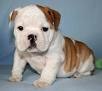 Cute English Bulldog Puppies