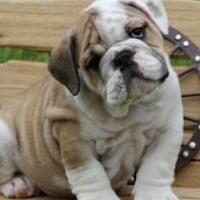 AKC English Bulldog Puppies