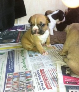 French Bulldog  For Rehoming