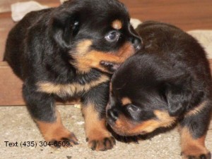 Black Rottweilers Puppies