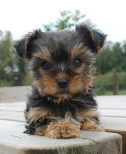 Teacup Yorkie Pups