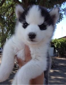 Adorable Siberian Husky Puppies for Adoption.