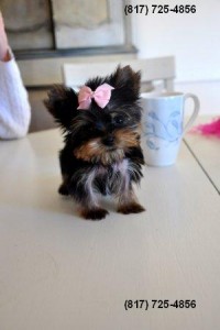 Pure Bred Yorkie Puppies