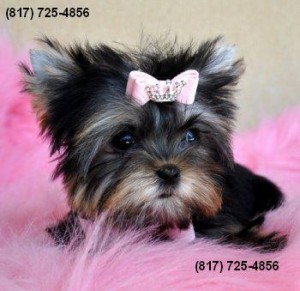 Beautiful Yorkie