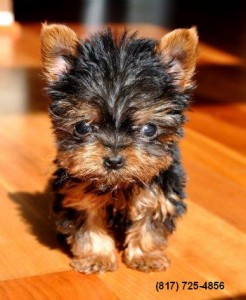 Teacup Yorkie Puppy