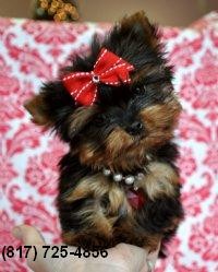 Super Tiny Yorkie Male