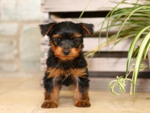 Yorkie Puppies