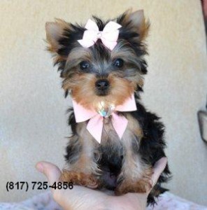 Teacup Yorkie for Adoption