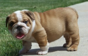 English Bulldog Puppies for Adoption