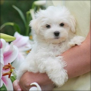 Healthy Teacup Maltese Puppies for Sale