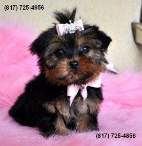 Perfect Male Yorkie