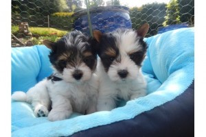 Biewer Yorkshire Terrier Pups