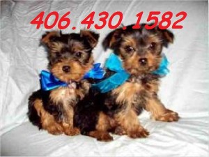 Yorkshire Terriers!!