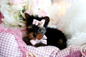 Unique Yorkie Puppies for You!