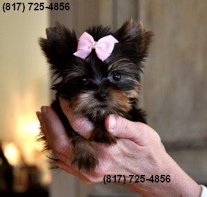 Cute Female Yorkie for Sale