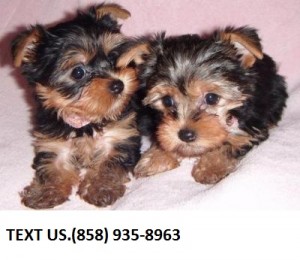 Excellent Yorkie Puppies Available