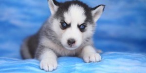 Husky Pups Available for Adoption